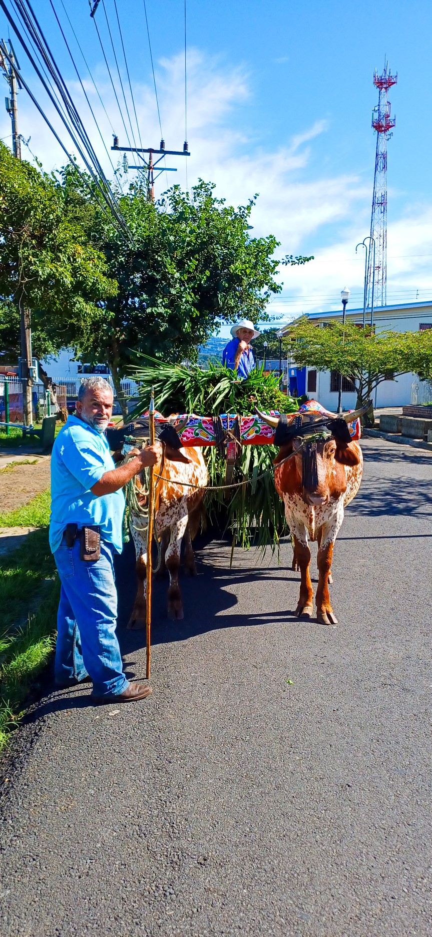 Tradición que se niega a morir,&nbsp;boyero