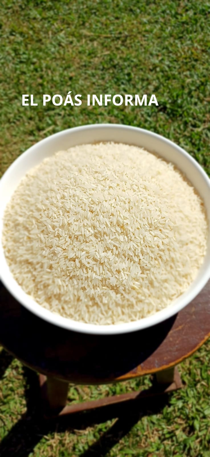 Producción nacional de arroz tuvo caída del&nbsp;61%
